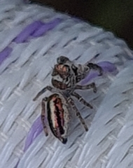 Dendryphantes