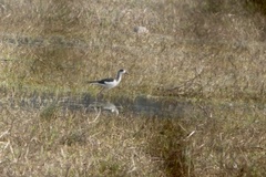 Himantopus himantopus