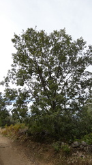 Quercus pyrenaica