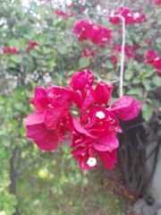 Bougainvillea