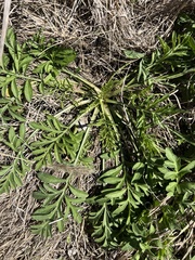 Ratibida columnifera