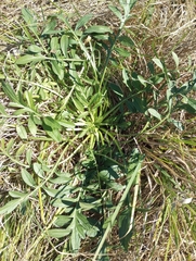 Ratibida columnifera