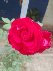 Rosa
