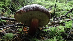 Xerocomellus zelleri