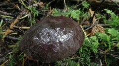 Xerocomellus zelleri