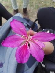 Bauhinia × blakeana
