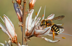 Rhodanthidium septemdentatum