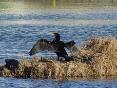 Phalacrocorax carbo