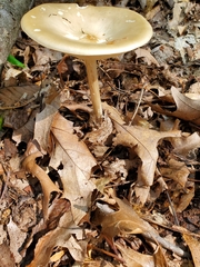 Melanoleuca alboflavida