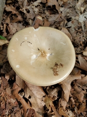 Melanoleuca alboflavida