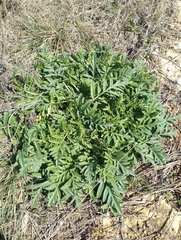 Ratibida columnifera