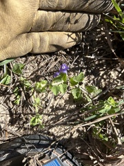 Scutellaria muriculata