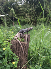 Ctenosaura acanthura