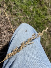 Sorghinae