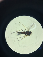 Condylostylus caudatus