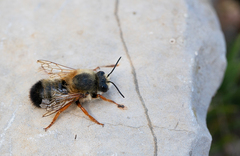 Megachile sicula