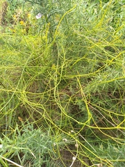 Cassytha paniculata