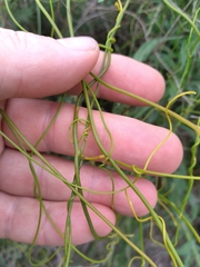 Cassytha paniculata