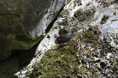 Scytalopus magellanicus