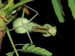 Rhomboderella scutata