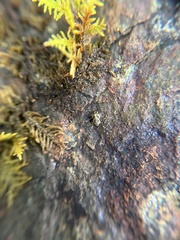 Megabunus diadema