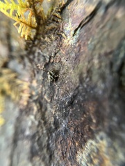 Megabunus diadema