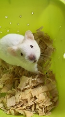 Mesocricetus auratus