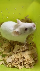 Mesocricetus auratus