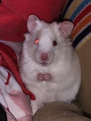 Mesocricetus auratus