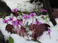 Cyclamen coum