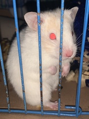 Mesocricetus auratus