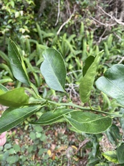 Citrus deliciosa