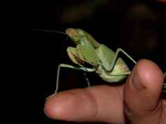 Rhomboderella scutata