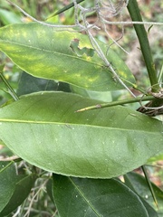 Citrus deliciosa