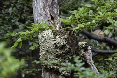 Aphrastura spinicauda