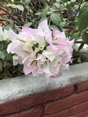 Bougainvillea