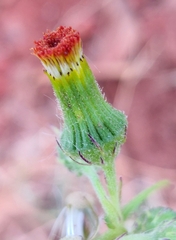 Crassocephalum crepidioides