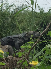 Ctenosaura acanthura