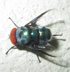 Chrysomya marginalis