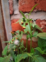 Crassocephalum crepidioides