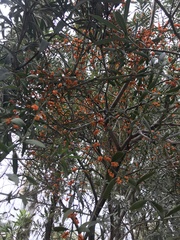 Phoradendron quadrangulare