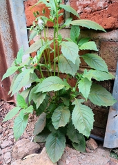 Crassocephalum crepidioides