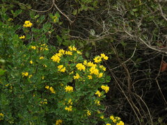 Coronilla valentina glauca
