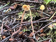 Mycena aurantiomarginata