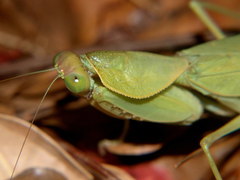 Rhomboderella scutata