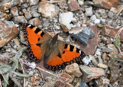 Aglais ichnusa