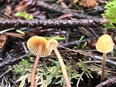 Mycena aurantiomarginata