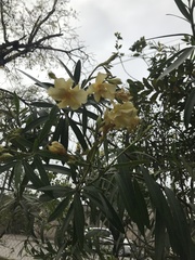 Nerium oleander