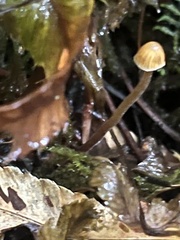 Mycena aurantiomarginata