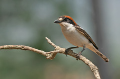 Lanius senator badius